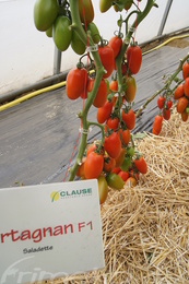 DARTAGNANE F1