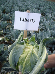 LIBERTY F1