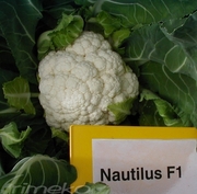 NAUTILUS F1