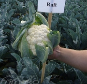 RAFT F1