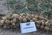 LAGERGOLD (RIJNSBURGER 5)