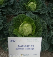 DAPHNE F1