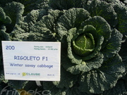 RIGOLETO F1