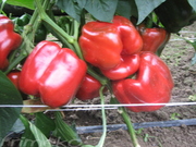 SOLARIO F1