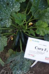 CORA F1