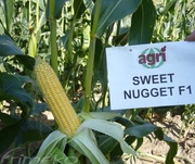 SWEET NUGGET F1