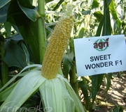 SWEET WONDER F1