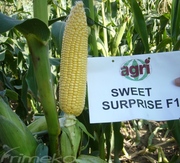 SWEET SURPRISE F1