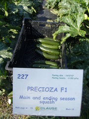 PRECIOZA F1