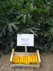 ORELIA F1 (ŻÓŁTA)