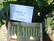 OPAL F1