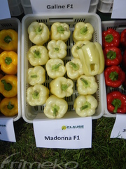 MADONNA F1