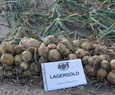 LAGERGOLD (RIJNSBURGER 5)