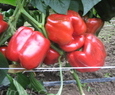 SOLARIO F1