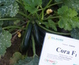 CORA F1
