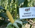SWEET NUGGET F1