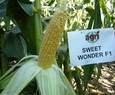 SWEET WONDER F1