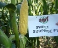 SWEET SURPRISE F1