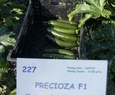 PRECIOZA F1