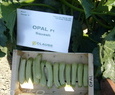 OPAL F1
